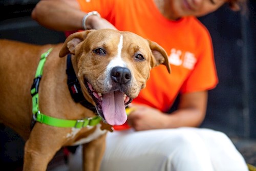 Rescue Dog